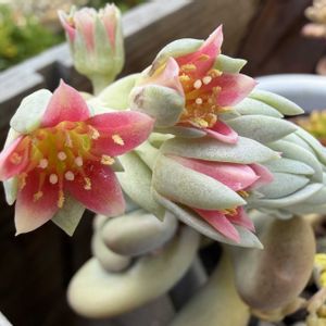 テラス,庭の画像