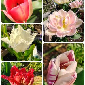 チューリップ,リンゴの花,小さな花壇,春が来た,お楽しみの画像