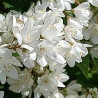 ヒメウツギの画像