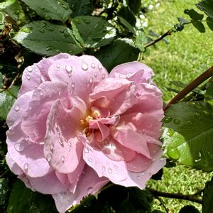 レヴリ,芝生の庭,河本バラ園,園芸初心者,ばら バラ 薔薇の画像