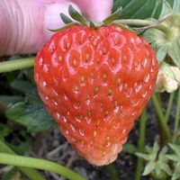 イチゴ,果樹栽培,市民農園,家庭菜園の画像