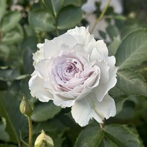 ガブリエル,鉢植え,マンション専用庭,ガーデニング初心者,庭の画像