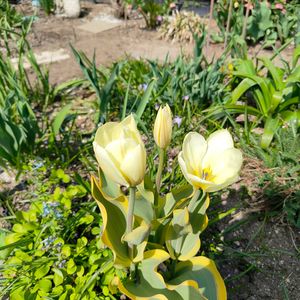 チューリップ,花のある暮らし,宿根草の庭,旭川,小さな庭の画像