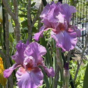 ジャーマンアイリス,花のある暮らし,庭の画像