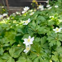 ニリンソウ,花のある暮らし,宿根草の庭,旭川,小さな庭の画像