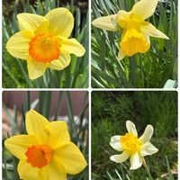 スイセン,ワイルドストロベリー,タケノコ,香るシクラメン,おでかけ先の画像