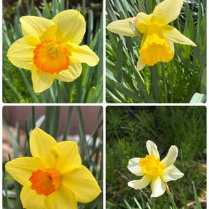 スイセン,ワイルドストロベリー,タケノコ,香るシクラメン,おでかけ先の画像