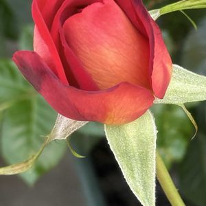 ばら バラ 薔薇,玄関アプローチの画像