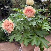 芍薬,カナリーブリリアント,ハイブリッドシャクヤク　カナリーブリリアント,植中毒,千葉県の画像