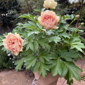 芍薬,カナリーブリリアント,ハイブリッドシャクヤク　カナリーブリリアント,植中毒,千葉県の画像