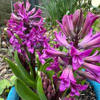 ヒヤシンスの画像