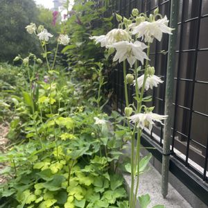 花のある暮らし,バラのある暮らし,GSアダルトチーム,チーム岐阜,2018年同期集まれ♪の画像