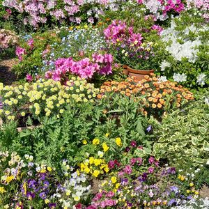 アリッサム,キンセンカ,ツツジ,ツツジ,ツツジの画像