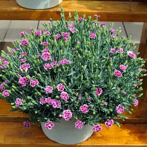 ダイアンサス ピンクキッス,花びら,冬越し,蕾 つぼみ,切戻しの画像