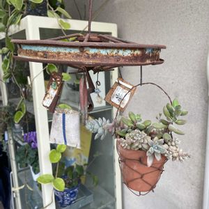 多肉植物,小さな庭の画像