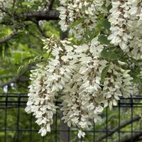 ノイバラ,ニセアカシア,コゴメウツギ,オオアブラギリ,北区  赤羽自然観察公園の画像