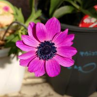 クリスマスローズ,ペラルゴニウム,アネモネ　パブニナ,花のある暮らし,多肉のある暮らしの画像