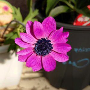 クリスマスローズ,ペラルゴニウム,アネモネ　パブニナ,花のある暮らし,多肉のある暮らしの画像