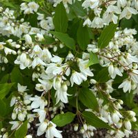 ヒメウツギ,ヒメウツギ,庭の画像