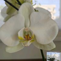 胡蝶蘭,窓際,緑のある暮らし,人にやさしく,その他部屋の画像