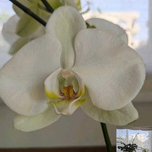 胡蝶蘭,窓際,緑のある暮らし,人にやさしく,その他部屋の画像