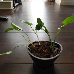 アラム・イタリカム,観葉植物,成長記録,アラムの画像