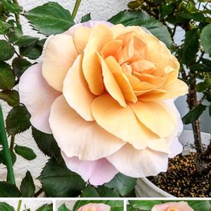 ディスタント・ドラムス,バラ ディスタント・ドラムス,いつもありがとう♡,花のある暮らし,GSの繋がりに感謝♡の画像