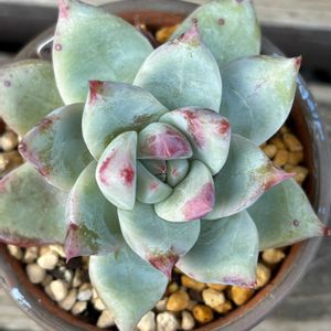 コロラータ,多肉植物,エケベリア属,白粉,成長の画像