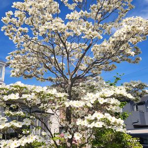 庭先,玄関先,道路沿い,お出かけ先の画像