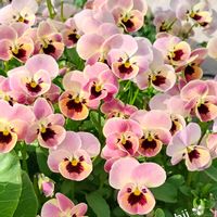 パンジー,アイビー,ビオラ,ヘリクリサム,ミニハボタンの画像