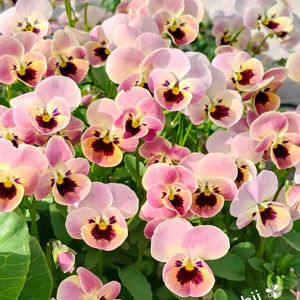 パンジー,アイビー,ビオラ,ヘリクリサム,ミニハボタンの画像