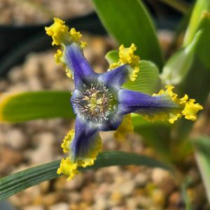 フェラリア　ウンキナータ,実生,種子から育てる,南アフリカ原産,ケープバルブの画像