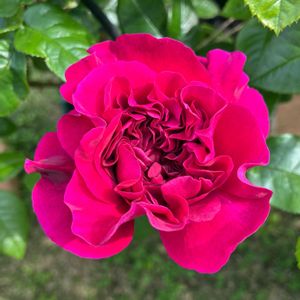 花のある暮らし,植物のある暮らし,小さな庭の画像