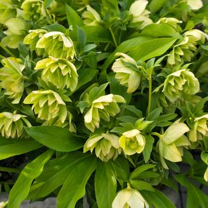 クリスマスローズ,クリスマスローズ ダブル,感謝,花のある暮らし,いつまでもの画像