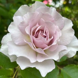 バラ ニューウェーブ,ナチュラルガーデン,バラ大好き,お庭の花たち,花と暮らすの画像