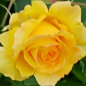 レースフラワー,薔薇,ビオラ,可愛いお花,GSに感謝。の画像