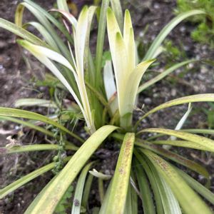 ユーフォルビアポリクロマ,ヤブラン ピュアブロンド,クレマチス　白雪姫,ナチュラルガーデン,春の庭の画像