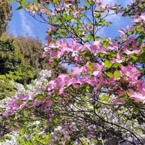 ハナミズキ,花水木,ガーデニング,ナチュラルガーデン,お気に入り♡の画像