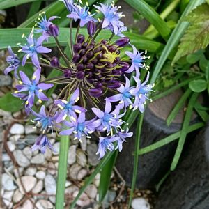 シラーペルビアナ,庭の花,シェードガーデン,日陰の庭の画像