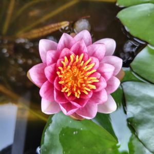 水生植物,花のある暮らし,庭の画像