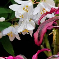 ヒメウツギ,お花のある生活,かわいい♡,元気もらえる,美しい花の画像