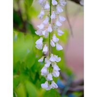 フジ,広い庭の画像