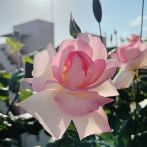 バラ,バラ　ニンファ,バラを楽しむ,ベランダの画像