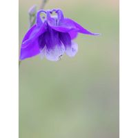 オダマキ,広い庭の画像