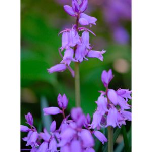 シラー・カンパニュラータ,広い庭の画像