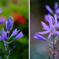 カマシア,広い庭の画像