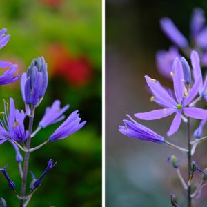 カマシア,広い庭の画像