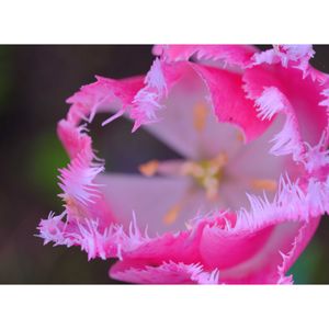 チューリップ,広い庭の画像