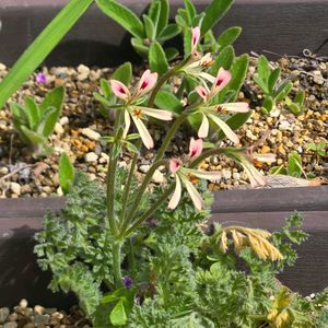 ペラルゴニウム・アッペンディクラツム,上海の女王,ペラルゴニウム バルクリ,塊根植物,実生の画像