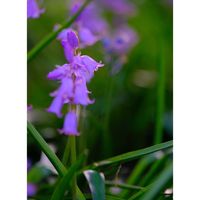 シラー・カンパニュラータ,広い庭の画像
